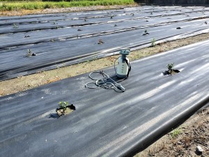 R6.9.13　生産活動の開始に向けて（農薬散布）
