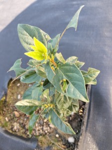 11/13 生産活動の開始に向けて（農薬散布、挿し木など）