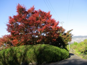 紅葉見物
