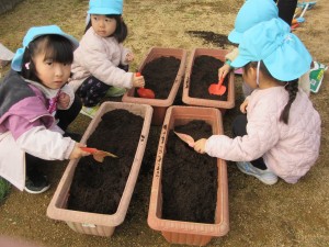 ちゅうりっぷの球根植え(12月5日実施)