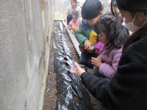 かぶの種まき(12月6日実施)