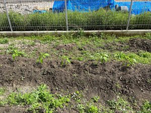 IMG_6079_R