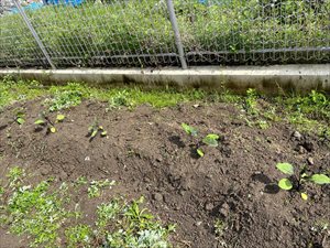 IMG_6081_R