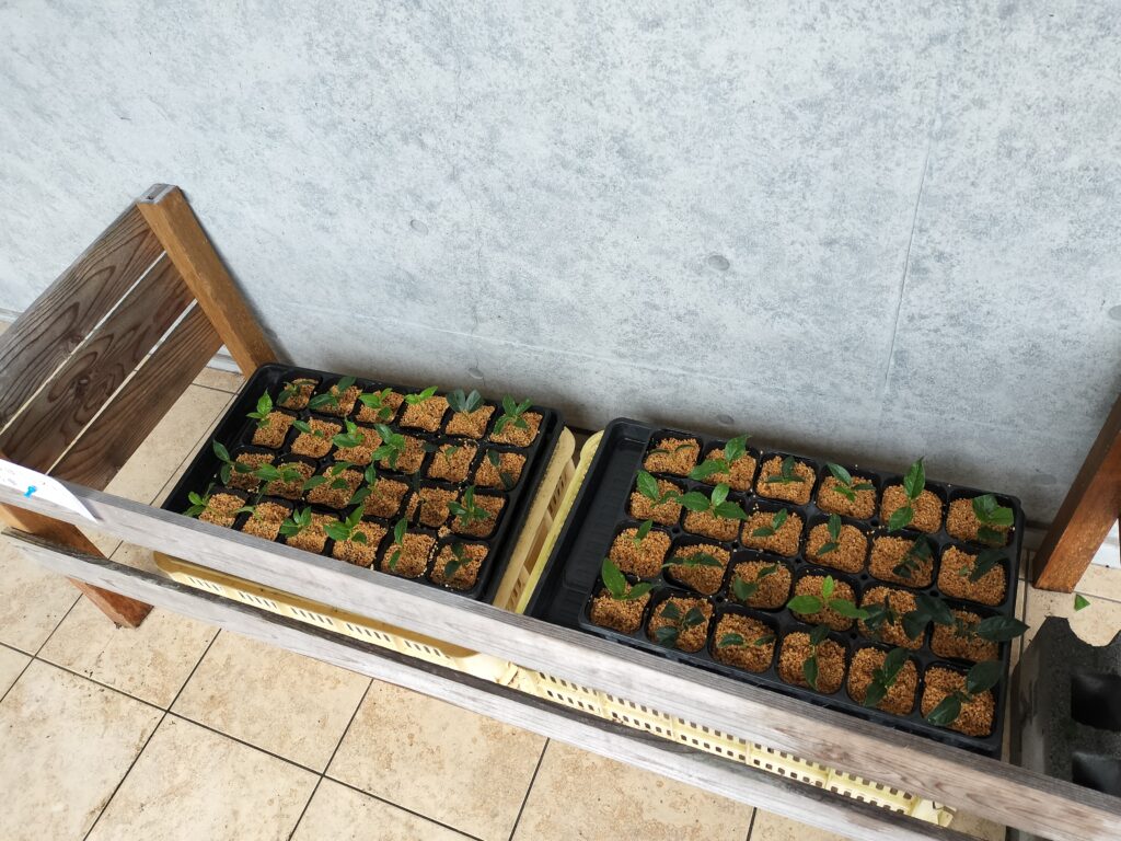 10/25 生産活動の開始に向けて（ティナスの挿し木作り）