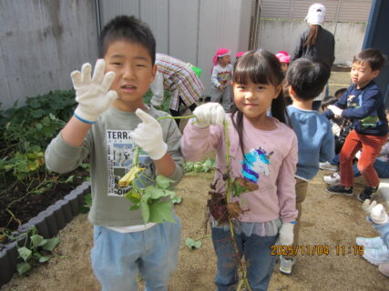 さつまいも掘り(11月4日実施)