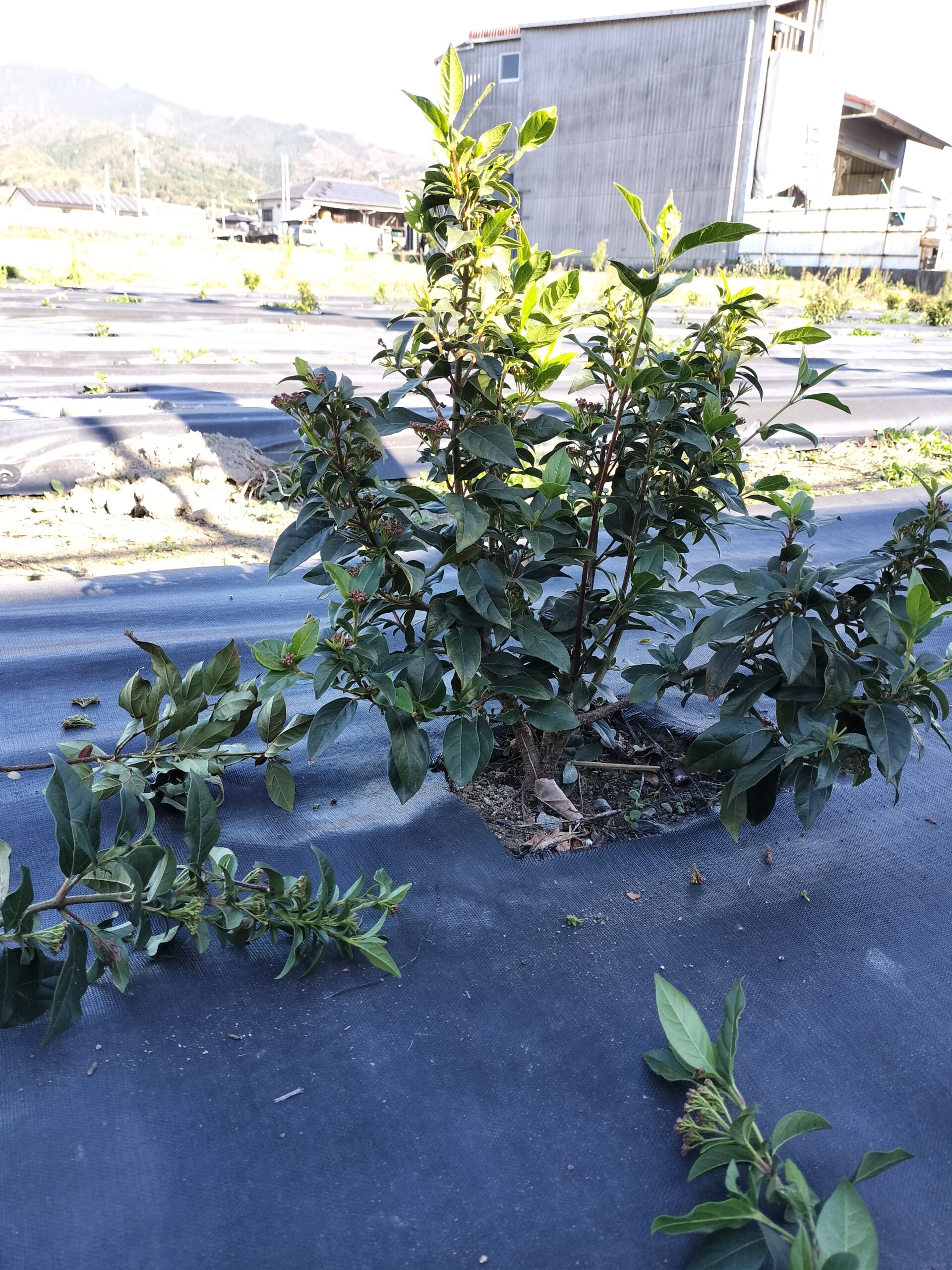 12/9 生産活動の開始に向けて(ティナスの栽培状況)