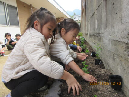 野菜の苗植え（１１月２６日実施）