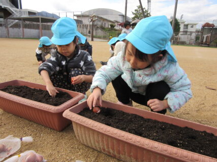 ちゅうりっぷの苗植え（１２月４日実施）
