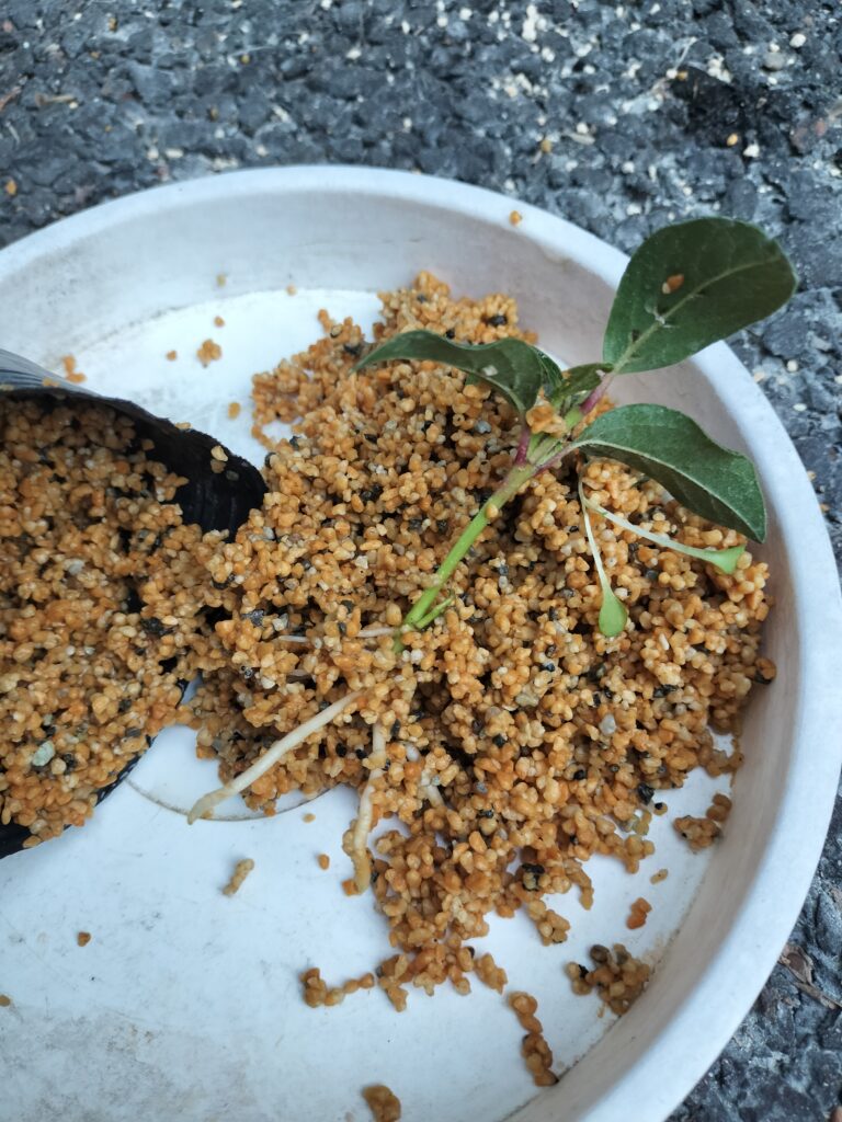 2/21 生産活動の開始に向けて(ティナスの挿し木)